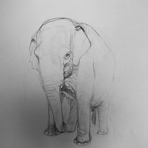 "Elefant", 2011